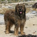 2014 Ile de Noirmoutiers (41)